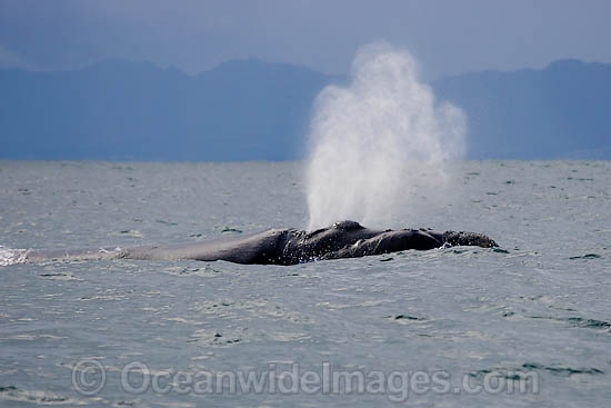 Southern Right Whales blowing photo