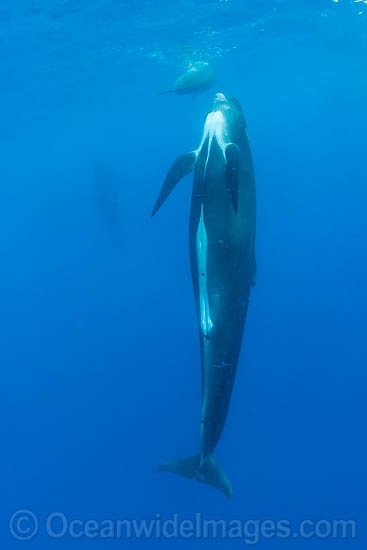 Short-finned Pilot Whales mother and calf photo