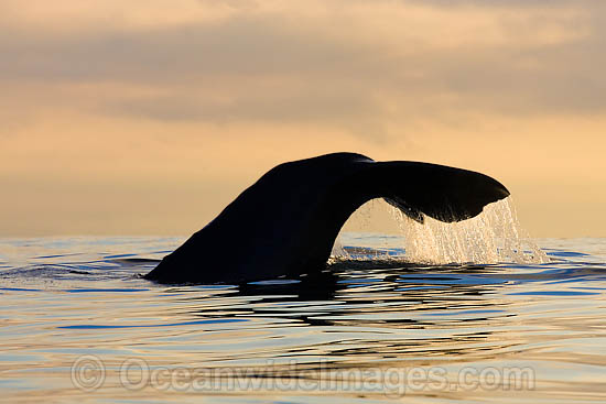Sperm Whale tail fluke photo