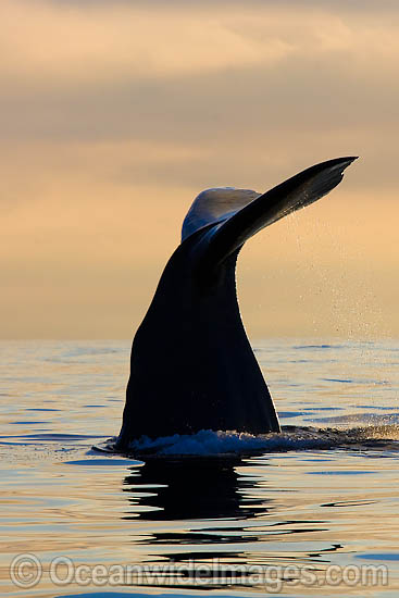 Sperm Whale tail fluke photo Sperm Whale tail fluke photo