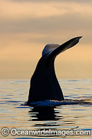 Sperm Whale tail fluke Photo - Chris and Monique Fallows