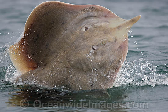 Spearnose Skate Raja alba photo Spearnose Skate Raja alba photo