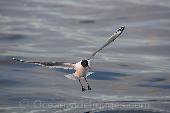 Franklin's Gull Leucophaeus pipixcan photo