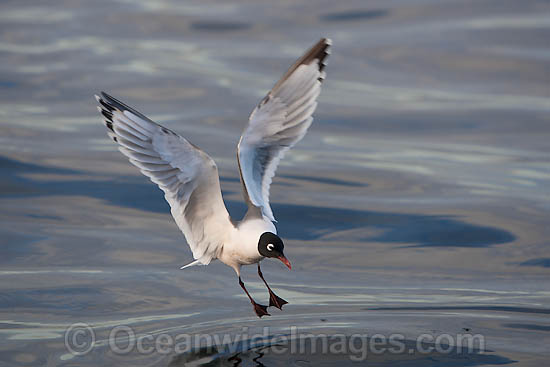 Franklin's Gull Leucophaeus pipixcan photo Franklin's Gull Leucophaeus pipixcan photo