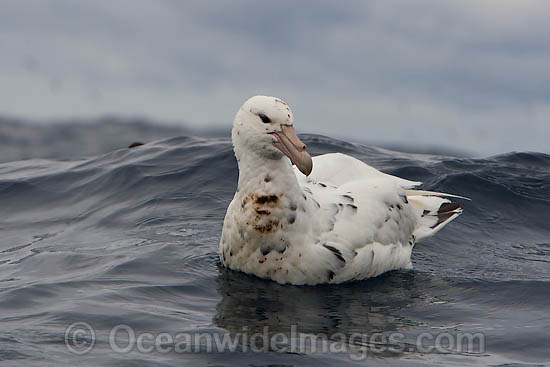 Southern Giant Petrel photo