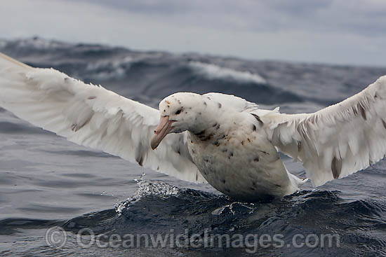 Southern Giant Petrel (Macronectes giganteus), a rare light morph. Also known as Antarctic Giant Petrel, Giant Fulmar, Stinker, and Stinkpot. Found throughout the southern Oceans. Photo taken at Cape Point, South Africa Photo - Chris and Monique Fallows