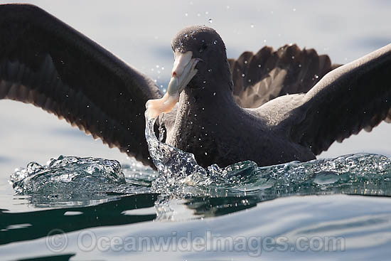 Southern Giant Petrel (Macronectes giganteus). Also known as Antarctic Giant Petrel, Giant Fulmar, Stinker, and Stinkpot. Found throughout the southern Oceans. Photo taken at Cape Point, South Africa Photo - Chris and Monique Fallows