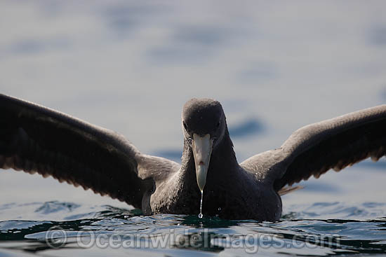 Southern Giant Petrel Macronectes giganteus photo