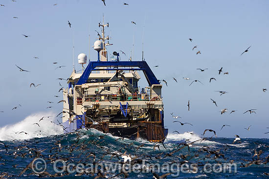 Fishing vessel demersal Trawl Fishing off Cape Point, South Africa, with Petrels, Albatross and other sea birds trailing behind feeding on the catch. Photo - Chris & Monique Fallows