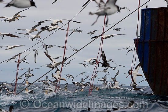 Tori Lines used to scare Petrels, Gannets and other sea birds away from a trawl net warp. Cape Point, South Africa Photo - Chris & Monique Fallows