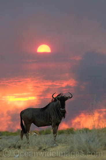 Wildebeest (Connochaetes taurinus) at sunset. Africa Photo - Chris and Monique Fallows Wildebeest (Connochaetes taurinus) at sunset. Africa Photo - Chris and Monique Fallows