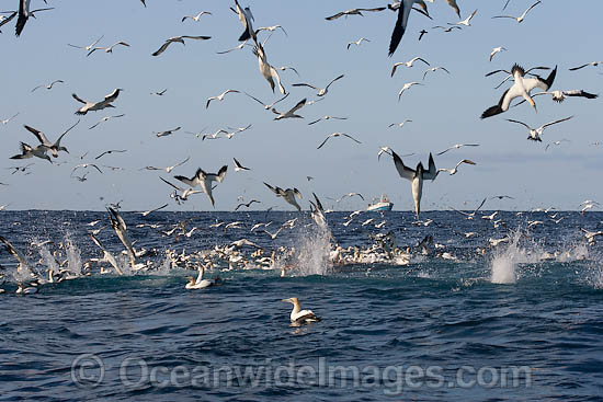 Trawler Fishing and Cape Gannets photo