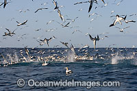Trawler Fishing and Cape Gannets Photo - Chris & Monique Fallows