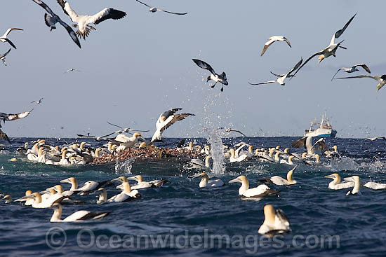 Cape Gannet (Morus capensis) scavenging a trawl net operating off Cape Point, South Africa Photo - Chris & Monique Fallows Cape Gannet (Morus capensis) scavenging a trawl net operating off Cape Point, South Africa Photo - Chris & Monique Fallows