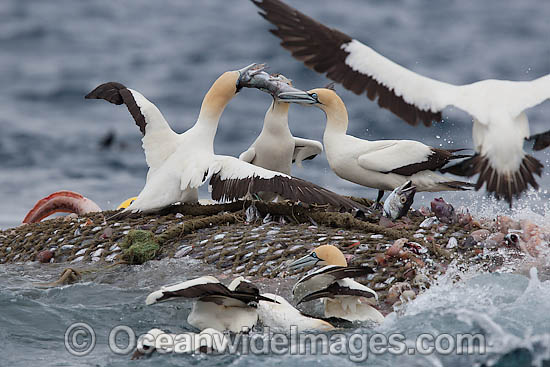 Trawler Fishing and Cape Gannets photo Trawler Fishing and Cape Gannets photo