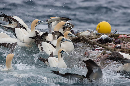 Cape Gannet (Morus capensis) scavenging a trawl net operating off Cape Point, South Africa Photo - Chris & Monique Fallows Cape Gannet (Morus capensis) scavenging a trawl net operating off Cape Point, South Africa Photo - Chris & Monique Fallows