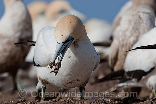 Cape Gannets scavenging fish photo