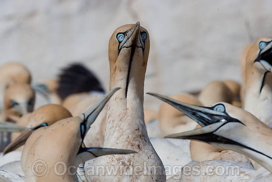 Cape Gannets scavenging fish photo