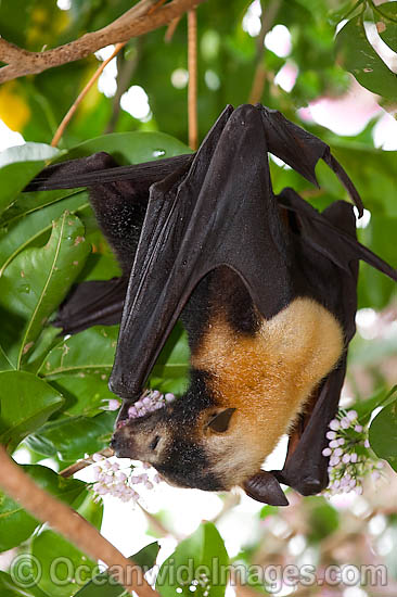 Spectacled Flying-fox (Pteropus conspicillatus) feeding on rainforest tree flower. Also known as Spectacled Fruit Bat. Found in rainforest, mangrove and paperbark habitats throughout north-eastern Queensland, Australia. Also found in Papua New Guinea. Photo - Gary Bell