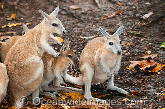 Northern Nailtail Wallaby (Onychogalea unguifera). Also known as Organ-grinder, Karrabul and Sandy Nailtail. Open woodland of Northern Australia Photo - Gary Bell Northern Nailtail Wallaby (Onychogalea unguifera). Also known as Organ-grinder, Karrabul and Sandy Nailtail. Open woodland of Northern Australia Photo - Gary Bell