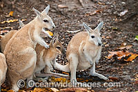 Nailtail Wallaby Onychogalea unguifera Photo - Gary Bell