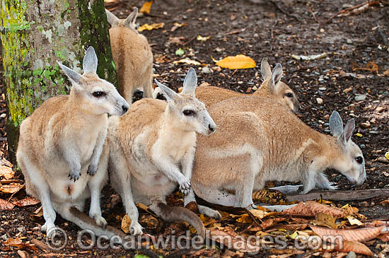 Northern Nailtail Wallaby photo