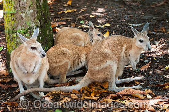 Northern Nailtail Wallaby (Onychogalea unguifera). Also known as Organ-grinder, Karrabul and Sandy Nailtail. Open woodland of Northern Australia Photo - Gary Bell Northern Nailtail Wallaby (Onychogalea unguifera). Also known as Organ-grinder, Karrabul and Sandy Nailtail. Open woodland of Northern Australia Photo - Gary Bell