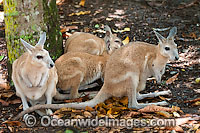 Nailtail Wallaby Onychogalea unguifera Photo - Gary Bell