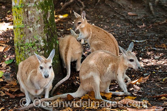 Northern Nailtail Wallaby (Onychogalea unguifera). Also known as Organ-grinder, Karrabul and Sandy Nailtail. Open woodland of Northern Australia Photo - Gary Bell