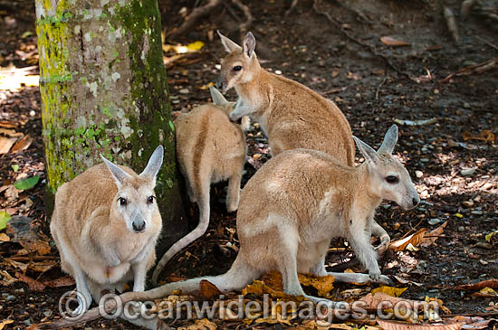 Nailtail Wallaby photo