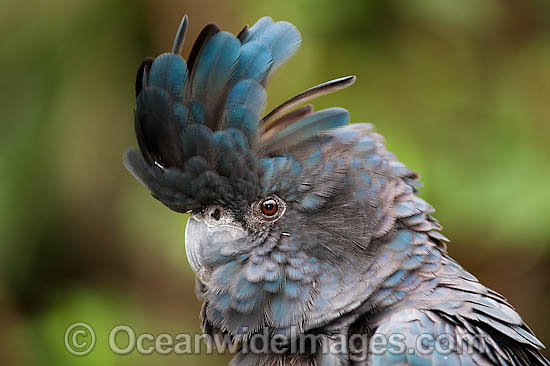 Red-tailed Black Cockatoo photo