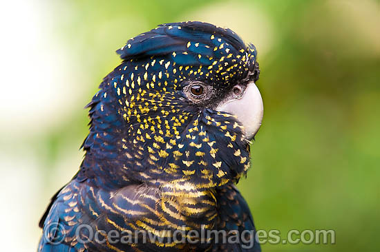 black cockatoo bird black cockatoo bird