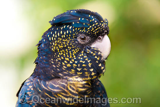 Red-tailed Black Cockatoo photo