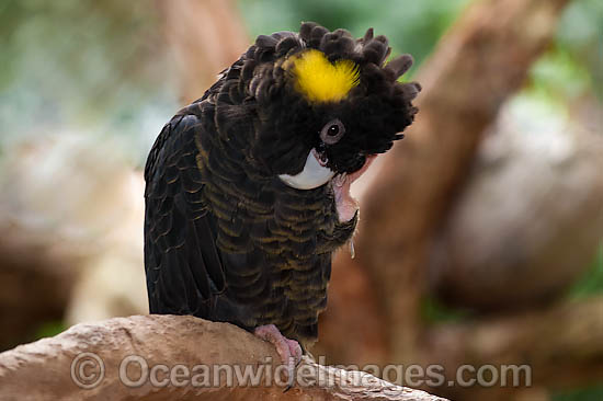 Yellow-tailed Black Cockatoo photo