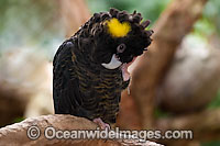Yellow-tailed Black Cockatoo Photo - Gary Bell