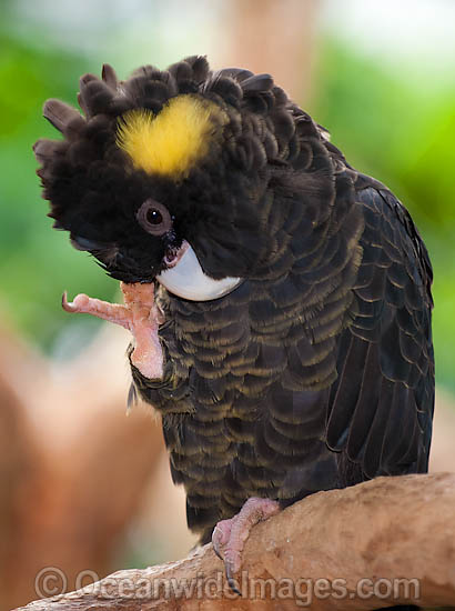 Yellow-tailed Black Cockatoo photo