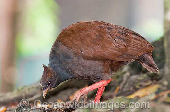 Orange-footed Scrubfowl photo