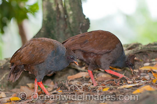 Orange-footed Scrubfowl photo