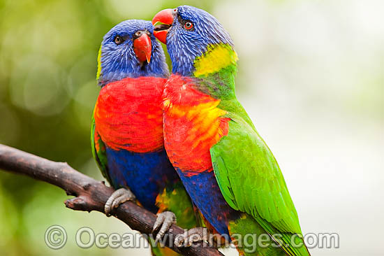 Pair of Rainbow Lorikeets photo