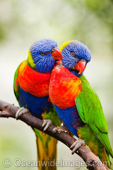 rainbow-lorikeet-24T5228-66D.jpg