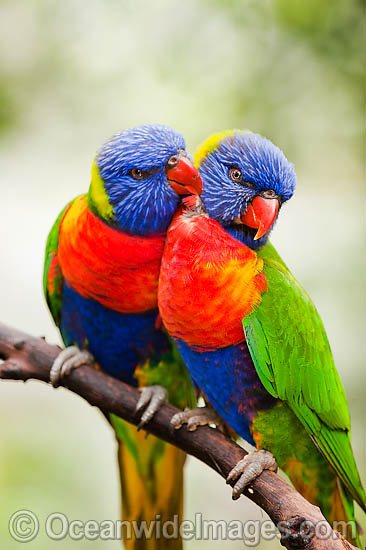 Rainbow Lorikeets photo