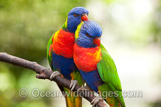 Pair of Rainbow Lorikeets photo