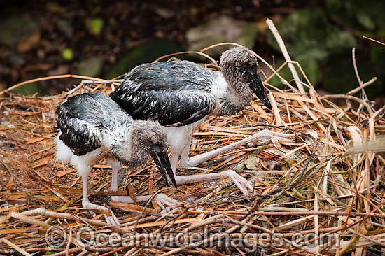 Black necked Stork chicks in nest photo Black necked Stork chicks in nest photo
