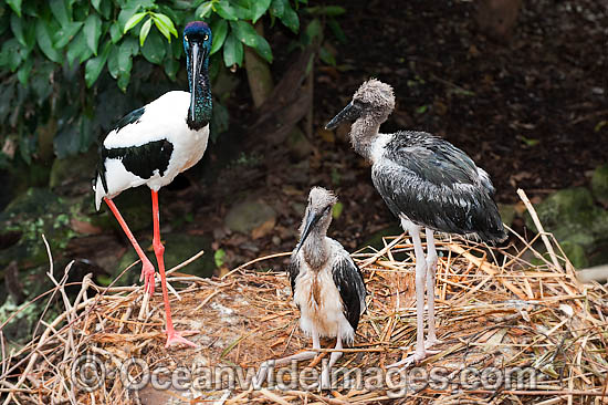 Black-necked Stork (Ephippiorhynchus asiaticus) parent bird in nest with chicks. Also known as Jabiru. Found throughout the northern wetland areas of Australia and southern New Guinea. Photo - Gary Bell Black-necked Stork (Ephippiorhynchus asiaticus) parent bird in nest with chicks. Also known as Jabiru. Found throughout the northern wetland areas of Australia and southern New Guinea. Photo - Gary Bell