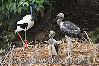 Black necked Stork parent with chick Photo - Gary Bell