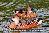 Wandering Whistling Duck Photo - Gary Bell