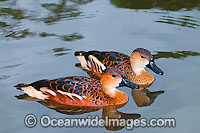 Wandering Whistling Duck Photo - Gary Bell