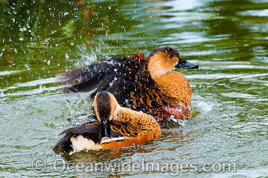 Wandering Whistling Duck photo
