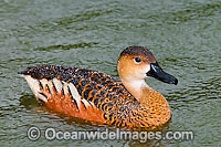 Wandering Whistling Duck Photo - Gary Bell