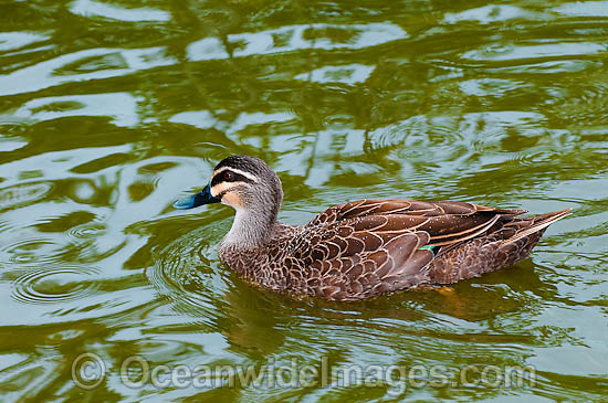 Pacific Black Duck (Anus superciliosa) - on nest constructed amongst Water lily pads. Found throughout Australia except the dry interior. Photo - Gary Bell Pacific Black Duck (Anus superciliosa) - on nest constructed amongst Water lily pads. Found throughout Australia except the dry interior. Photo - Gary Bell